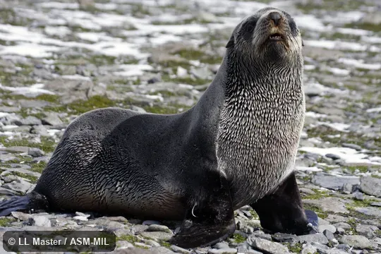 Formerly Arctophoca gazella.  Also as Kerguelen Fur Seal.