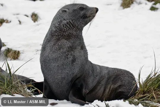 Formerly Arctophoca gazella.  Also as Kerguelen Fur Seal.