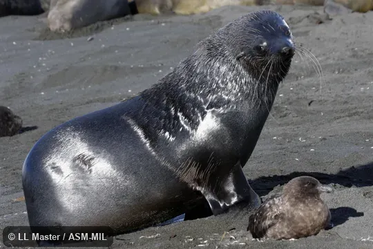 Formerly Arctophoca gazella.  Also as Kerguelen Fur Seal.