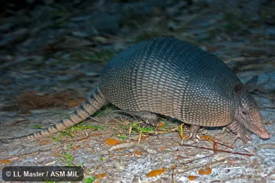 Formerly Dasypus novemcinctus mexicanus.  Also as Common Long-nosed Armadillo, Nine-banded Armadillo.