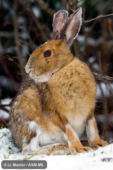 Lepus americanus virginianus.  Also as Snowshoe Rabbit, Varying Hare.
