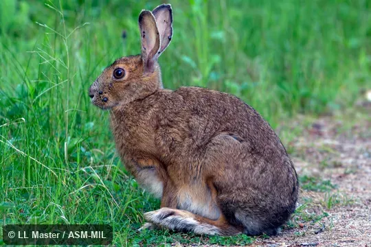 Lepus americanus virginianus.  Also as Snowshoe Rabbit, Varying Hare.