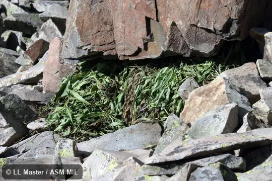 Ochotona princeps saxatilis.  Hay pile of collected vegetation.  Also as Cony, Rock Rabbit, Whistling Hare.