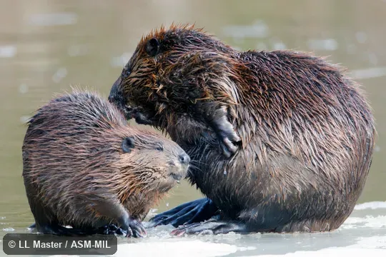 Also as American Beaver, Canadian Beaver.