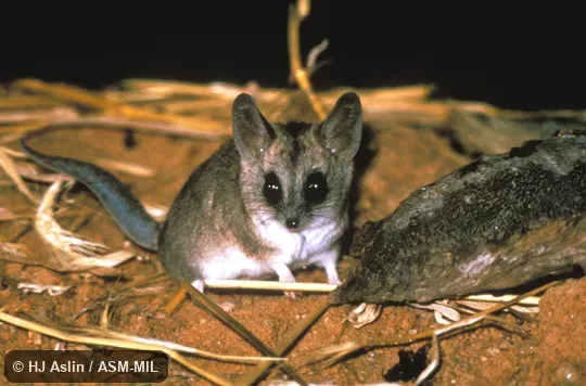 Front view of captive, tail visible.  Also as Fat-tailed Marsupial Mouse.