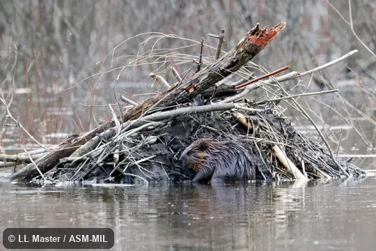 Adult near house.  Also as American Beaver, Canadian Beaver.