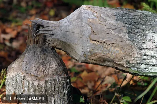 Tree knawed by beavers.  Also as American Beaver, Canadian Beaver.