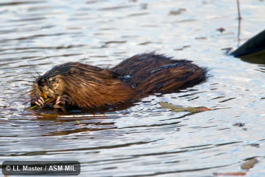 Adult in water feeding.  Also as Muskbeaver.