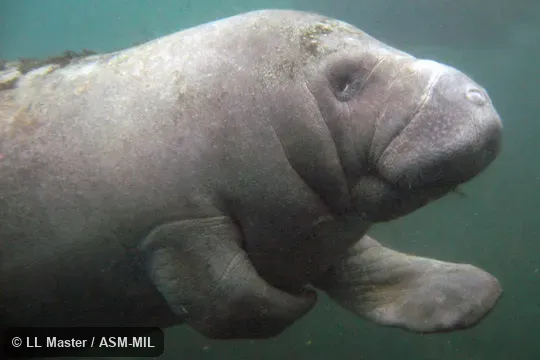 Trichechus manatus latirostris.  Also as Florida Manatee, North American Manatee.