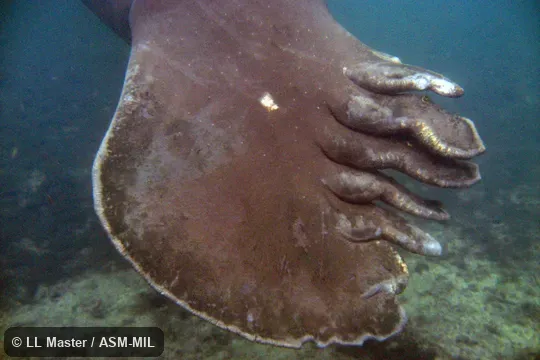 Trichechus manatus latirostris.  Tail showing healed cuts made by boat propellor.  Also as Florida Manatee, North American Manatee.