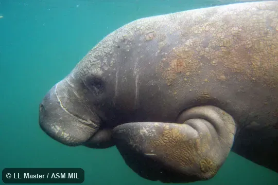 Trichechus manatus latirostris.  Adult bending forelimb at cubitus.  Also as Florida Manatee, North American Manatee.