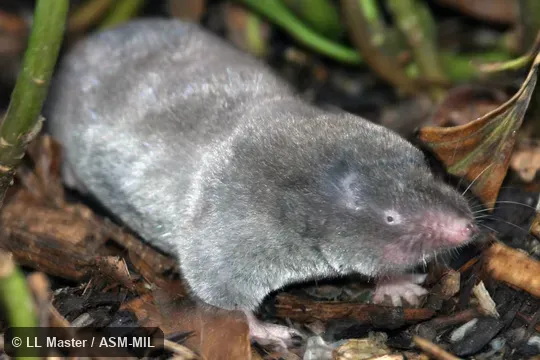 Formerly Soricomorpha.  Also as Giant Mole Shrew.