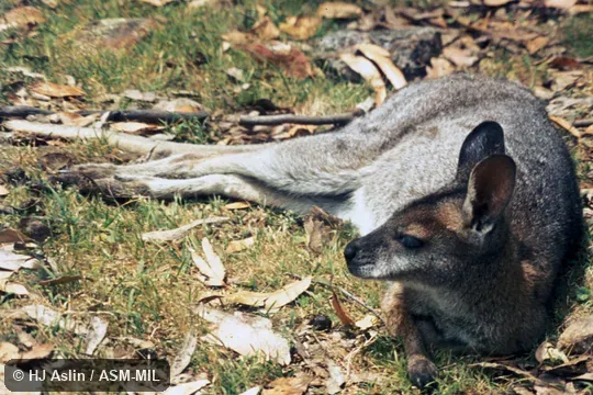 Animal lying on side.  Formerly Macropus rufogriseus.  Also as Brush Kangaroo|Brush Wallaby|Brusher|Eastern Brush Wallaby.