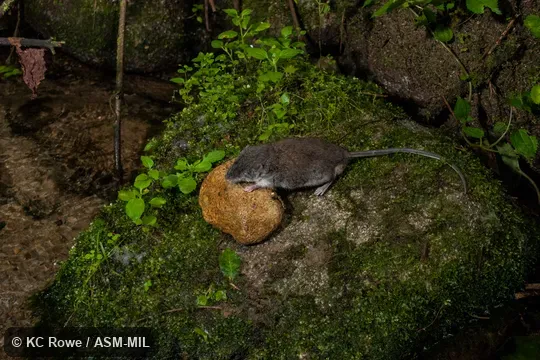 Holotype MZB 37000 posed near stream where captured.  Also as Sulawesi Water Rat|Mamasa Rat.
