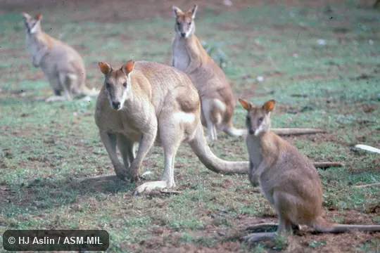 Small group.  Formerly Macropus agilis.  Also as Grass Wallaby|Jungle Wallaby|River Wallaby|Sandy Wallaby.