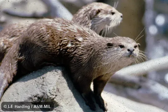 Individual in the London Zoo.  Also as European Otter.