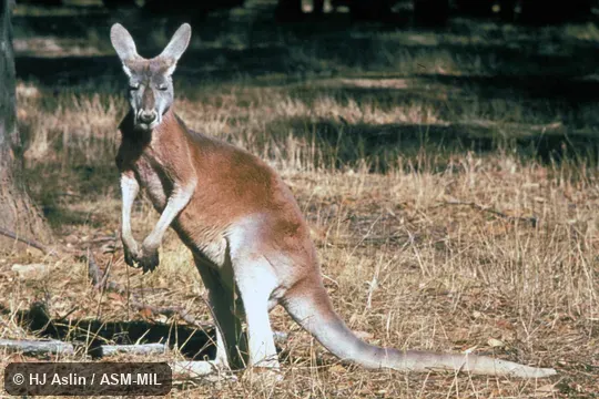 Side view, standing on hind feet and tail.  Formerly Macropus rufus.  Also as Blue Flier|Plains Kangaroo.