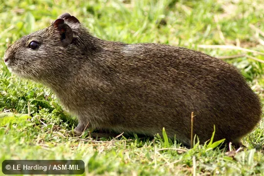 Adult foraging on grass