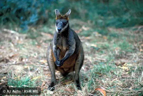 Front view, animal standing on hind feet and tail.  Also as Black-tailed Wallaby|Black Stinker|Black Wallaby|Stinker.
