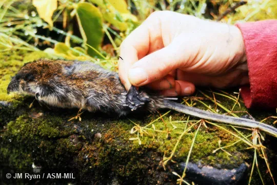 Formerly Limnogale mergulus.  Also as Aquatic Tenrec|Otter Shrew.