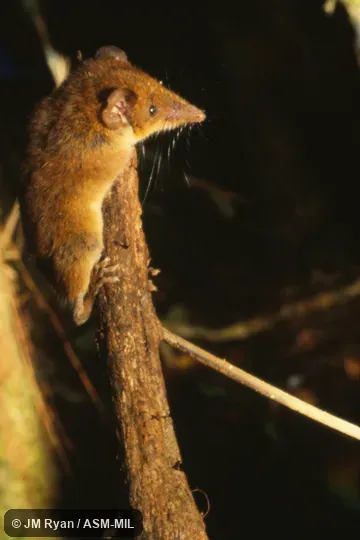 Microgale longicaudata image