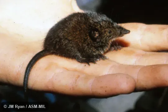 Formerly Microgale talazaci.  Also as Talzac's Shrew Tenrec.
