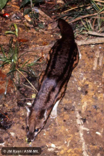 Also as Spotted Fanaloka|Tombokatosody|Tomkasodina|Tambosadina|Kavahy|Fanaloka.