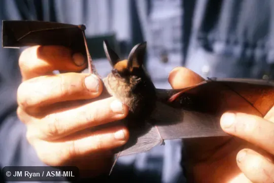 Also as Madagascar Sucker-footed Bat.