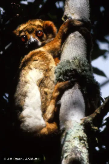 Also as Eastern Avahi, Gmelin's Woolly Lemur.