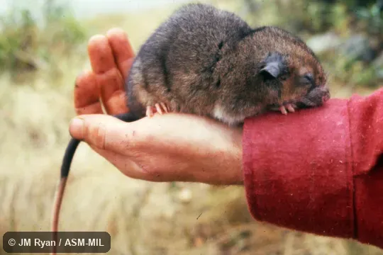 Also as White-tailed Antsangy.