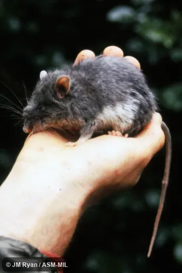 Also as Voalavoanala.