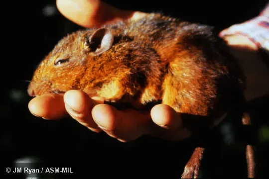 Also as Eastern Red Forest Rat|Rufous Nesomys.