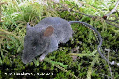 FMNH 213450.  Also as Long-tailed Shrew Rat.