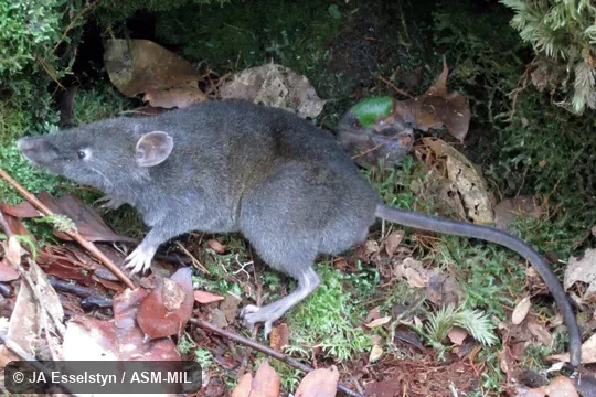 FMNH 213145.  Also as Tate's Shrew Rat.