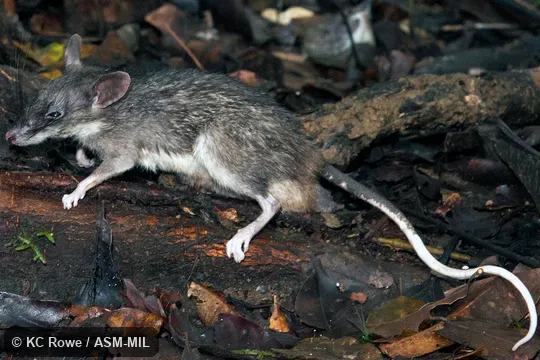 NMV C37808.  Also as Central Sulawesi Echiothrix.