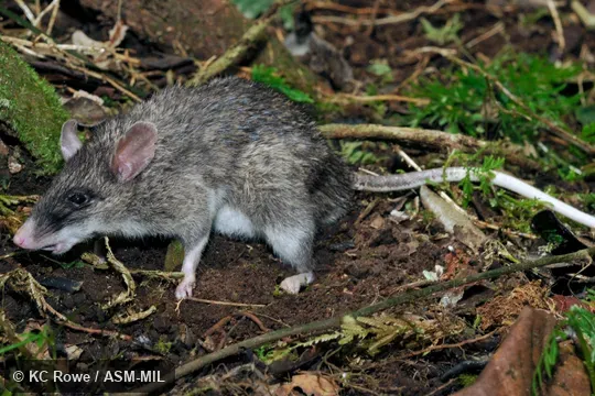 Also as Northern Sulawesi Echiothrix|Sulawesi Spiny Rat.