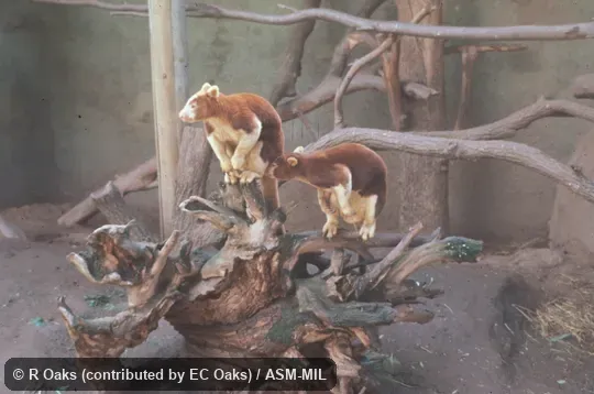 Oblique view of two captives (could be M. goodfellowi).  Also as Matschie's Tree Kangaroo.