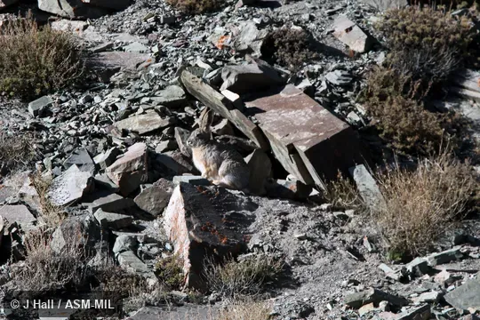 Lepus oiostolus hypsibius.