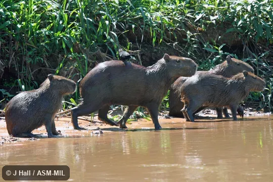 Also as Capybara, Carpincho.