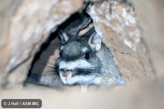 Also as Argentine Plains Viscacha, Plains Viscacha.