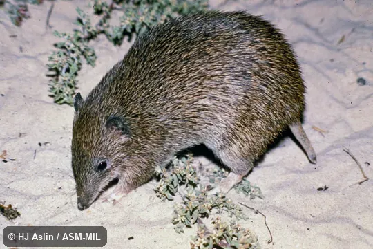 Oblique view of captive from Nuyts Archipelago, South Australia.  Also as Brown Bandicoot|Southern Short-nosed Bandicoot|Nuyts Southern Brown Bandicoot.