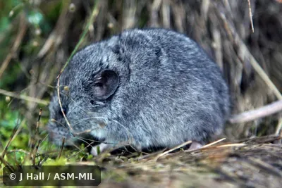 Also as Martino's Snow Vole|Balkan Snow Vole.