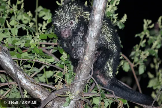 Formerly as Sphiggurus mexicanus.  Also as Mexican Hairy Dwarf Porcupine, Mexican Porcupine, Mexican Tree Porcupine.