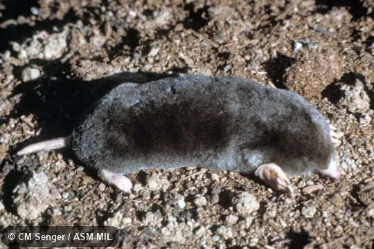 Dorsolateral view.  Formerly Soricomorpha.  Also as Coastal Mole|Pacific Mole|Red-footed Mole.