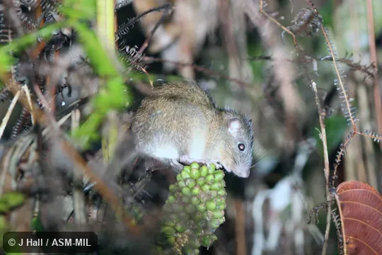 Formerly Lenothrix canus.  Also as Sundaic Lenothrix.