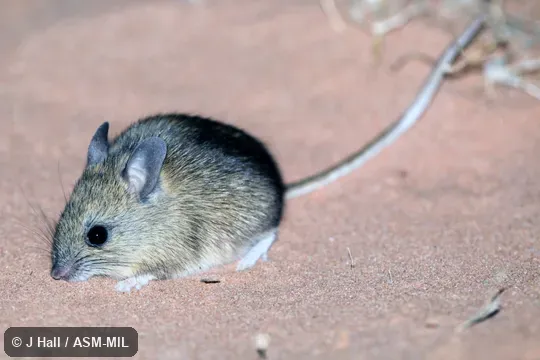 Also as Plains Pseudomys|Plains Rat.