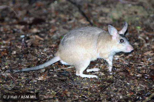 Also as Votsovotsa, Malagasy Giant Jumping Rat.