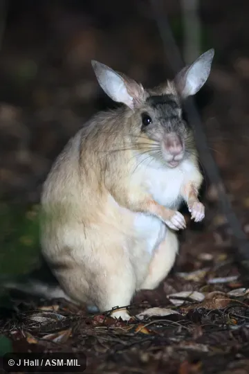 Also as Votsovotsa, Malagasy Giant Jumping Rat. Also as Votsovotsa, Malagasy Giant Jumping Rat.