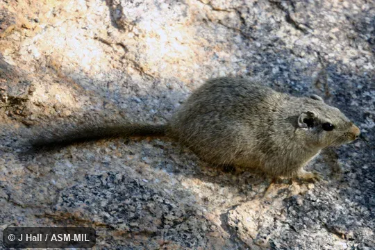 Also as Dassie Rat, Rock Rat.