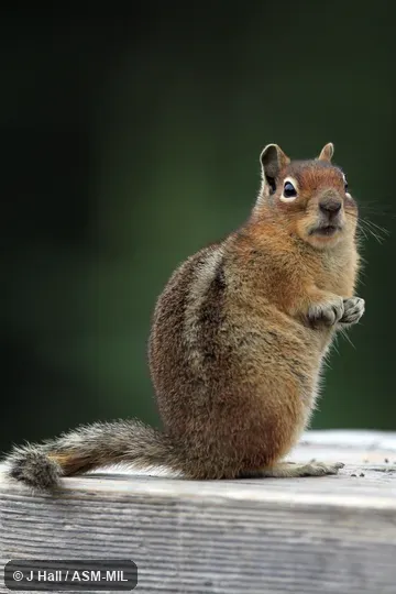 Formerly as Spermophilus saturatus.